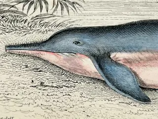 Jardine (IX) - 6 Animal prints - Sea mammals