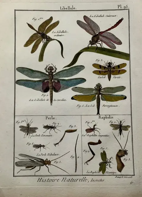 Lot of 2 quarto by Pierre André Latreille (1762 - 1833) ; Benard sc. - Dragonflies - Libellele - 1780