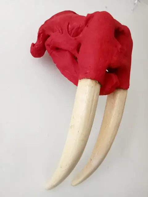 Frans Frijmuth - Walrus schedel