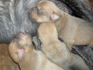Super mooie kruising pups