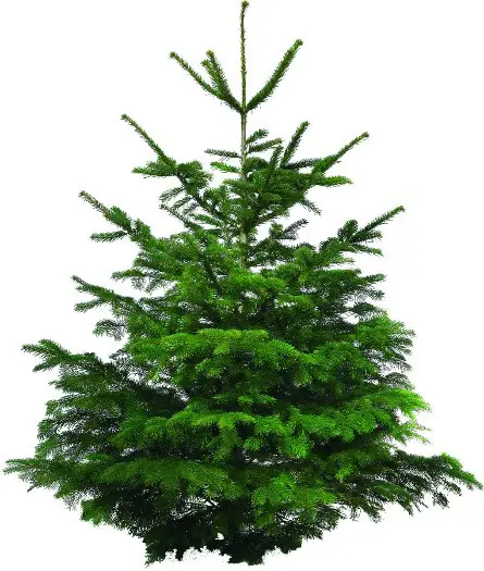 Verse Kerstboom Nordman via de post evt met standaard