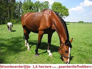 Paardenliefhebbers, dierhouders opgelet. Woonboerderij