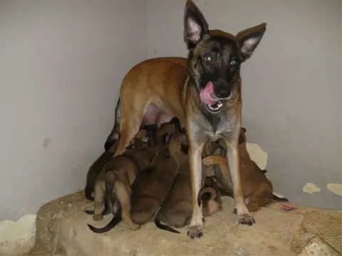 Mechelse herder pups