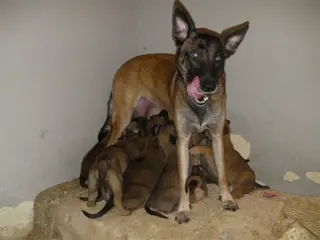 Mechelse herder pups