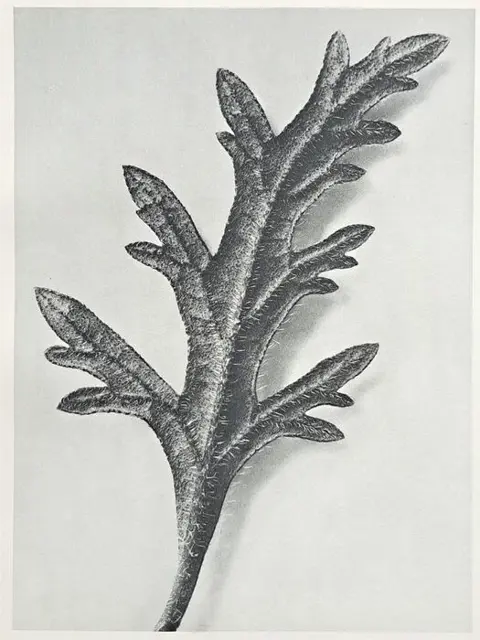 Karl Blossfeldt (1865-1932) - Verbena canadensis - La