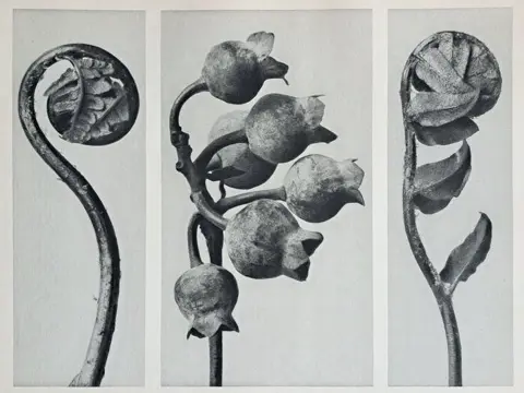 Karl Blossfeldt (1865-1932) - Polypodiaceae Aspidieae -