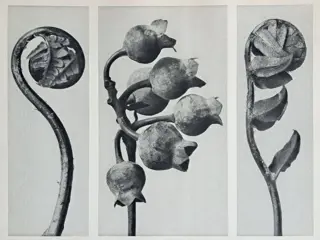 Karl Blossfeldt (1865-1932) - Polypodiaceae Aspidieae -