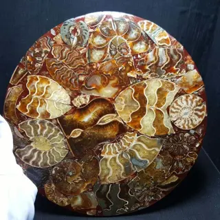 Mooie schijf schijf van fossiele ammoniet - 250×250×7 mm