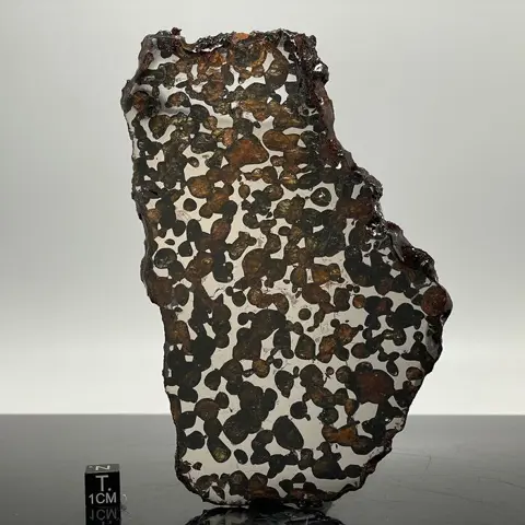 CONCEPTIE JUNCTIE Pallasite HOGE KWALITEIT - 133 g