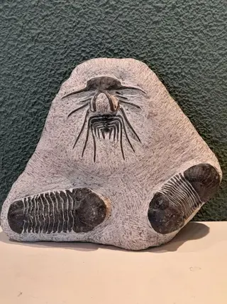 Trilobieten waaronder een stekelige - Trilobita - 16×4×13 cm