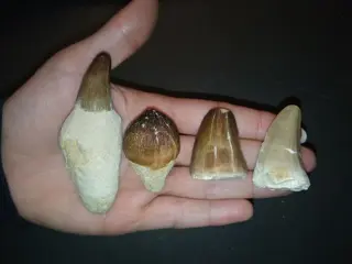 GEWELDIGE COLLECTIE MOSASAURUS ALLE SOORTEN - Gebit -