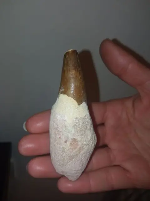 Spectaculaire Mosasaurus-tentoonstelling - Tand -