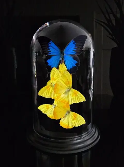 Vlinderstolp met 6 diverse vlinders - onder stolp met COA -