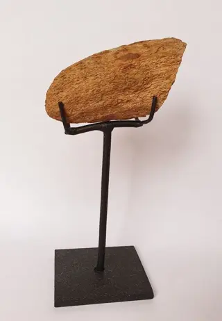 Sauropoda - Klauw - Ungual - 4.5×4×7.5 cm