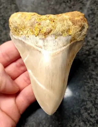 Megalodon - Tand - * Beautiful light color * WOW * -