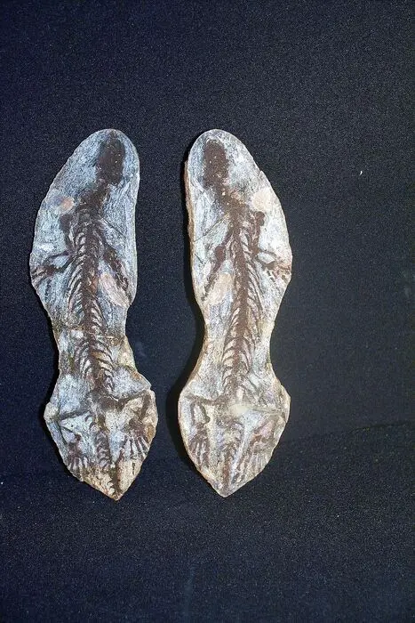 Beste parareptiel fossiel - Positief en negatief -