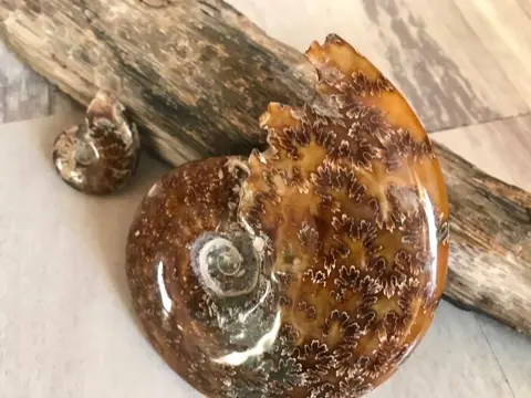 Ammoniet - gepolijst individu - Aioloceras (Cleoniceras) sp.