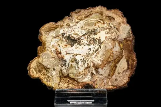 Fossiel hout - Xylode opaal - 89×74×10 mm