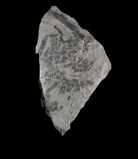 Annularia sphenophylloides - Matrix plaat - Annularia