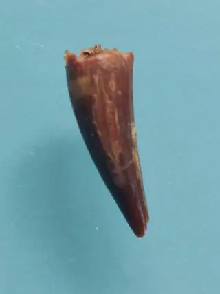 Extreem grote perfecte zeldzame pterosauriër tand - Tand -