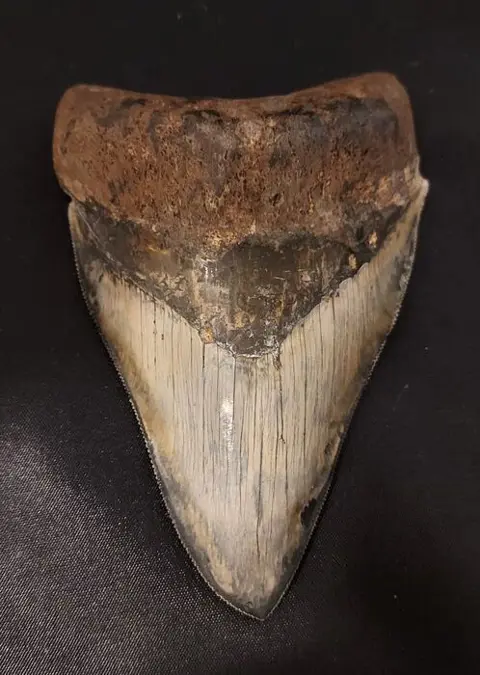 Megalodon - Tand - "odd tip"HUGE DARK MEGALODON TOOTH -