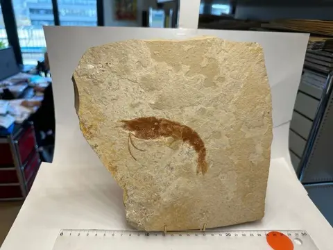 Verzameling van verschillende fossielen