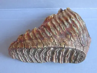 Wolharige mammoet - bovenste M3 kies - Mammuthus