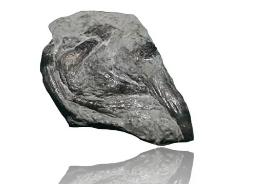 U. K. Ichthyosaurus-kaak met 5 tanden - Gebit