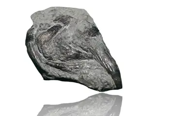 U. K. Ichthyosaurus-kaak met 5 tanden - Gebit