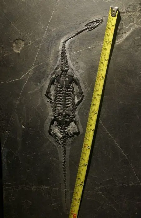Zeereptiel - Matrix plaat - Keichousaurus - 34.3×22×1.5 cm