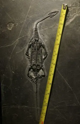 Zeereptiel - Matrix plaat - Keichousaurus - 34.3×22×1.5 cm