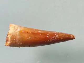 Perfecte grote zeldzame pterodactyl tand - Tand -