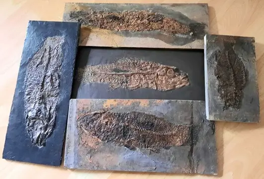 Op matrix - Top Messel Sammlung - einmalige Stücke-