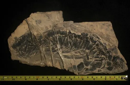 Zeereptiel - Bot - 27.7×12.1×1.6 cm