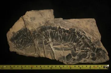 Zeereptiel - Bot - 27.7×12.1×1.6 cm