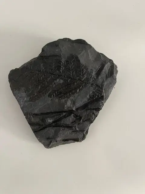 Op originele matrix - Mariopteris nervosa ZE. - 13×11×2.5 cm