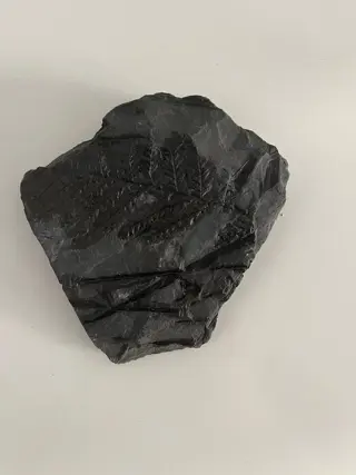 Op originele matrix - Mariopteris nervosa ZE. - 13×11×2.5 cm