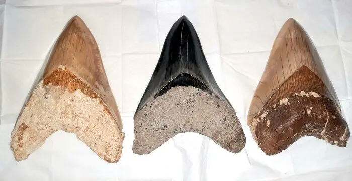 Op matrix - Fantastische Megalodon Zahn Sammlung - 3 Stück