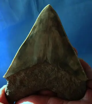 Mooie megalodon - Tand - 12.2×9.3×3 cm