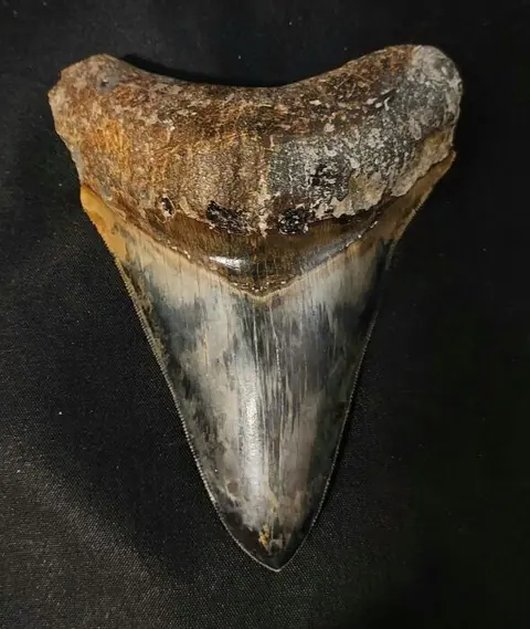 Megalodon - Tand - *PERFECT* DARK MEGALODON TOOTH -
