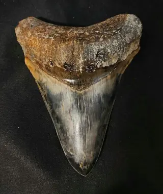 Megalodon - Tand - *PERFECT* DARK MEGALODON TOOTH -
