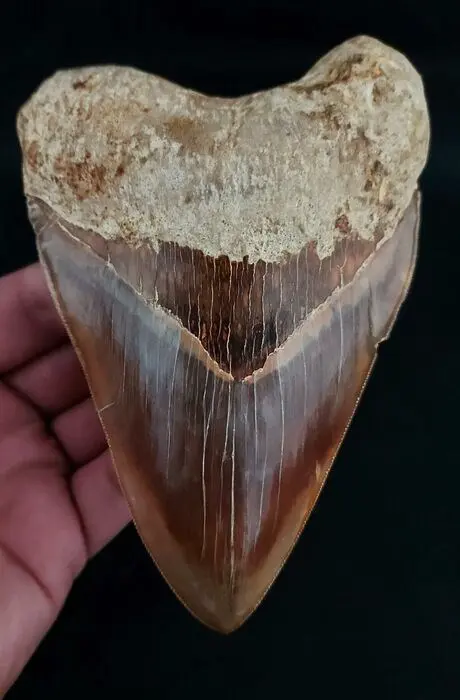 Megalodon - Tand - stunningly beautiful HUGE DARK MEGALODON