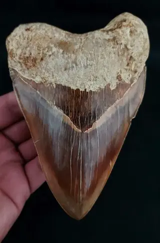 Megalodon - Tand - stunningly beautiful HUGE DARK MEGALODON