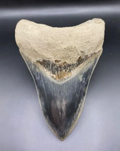 Megalodon - Tand - 12.6×8.9×12.6 cm