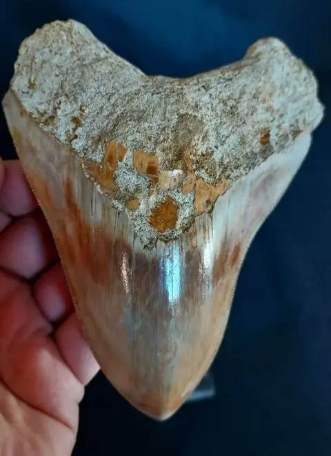 Megalodon - Tand - VERY LARGE Indonesian MEGALODON