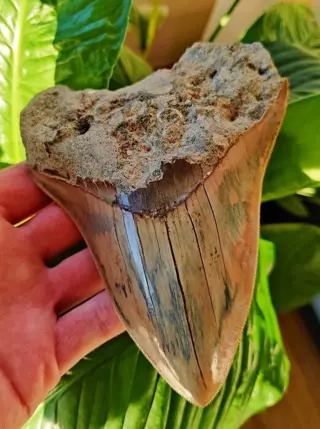 Megalodon - Tand - 142×111×30 mm