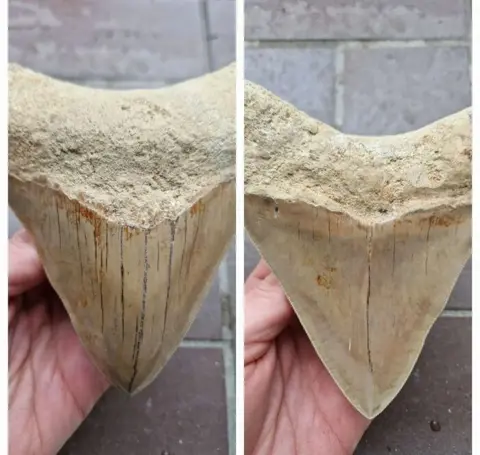 Gigantische Tand Megalodon L 14.2cm &amp; B 13cm