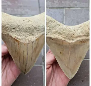 Gigantische Tand Megalodon L 14.2cm &amp; B 13cm