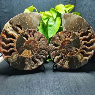 Een paar fossiele ammonietschijfjes - 180×150×18 mm