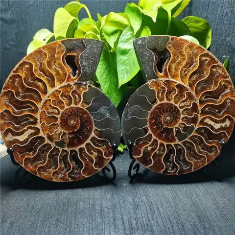 Een paar fossiele ammonietschijfjes - 160×135×16 mm